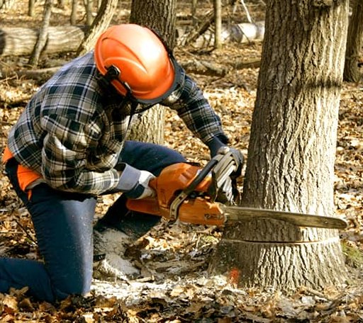 Tree Removal in Sunray, TX